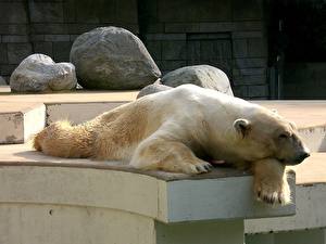 Tapety na pulpit Niedźwiedzie Niedźwiedź polarny Zwierzęta