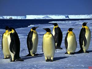 Fotos Pinguin ein Tier