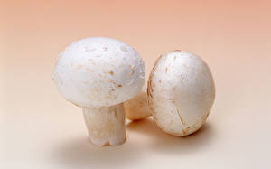 Pictures Mushrooms Champignon Food