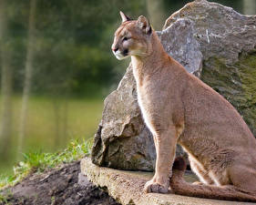 Tapety na pulpit Wielkie koty Puma zwierzę