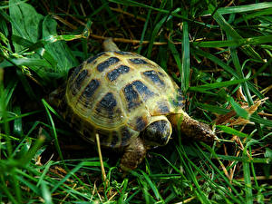 Bilder Schildkröten