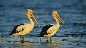 Photo Bird Pelicans Animals