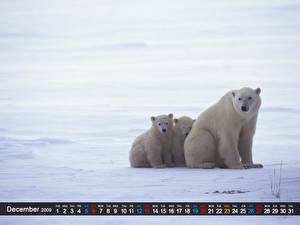 Photo Bears Polar bears Animals
