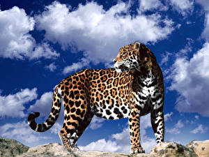 Обои Большие кошки Ягуары