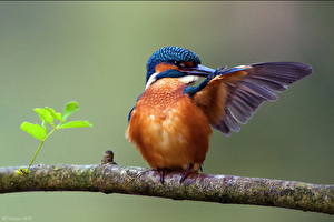 Papel de Parede Desktop Aves Guarda-rios-comum Animalia