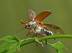 Hintergrundbilder Insekten Käfer Farbigen hintergrund ein Tier