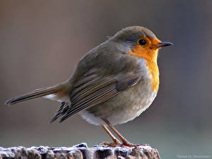Bakgrunnsbilder Fugler Farget bakgrunn Dyr