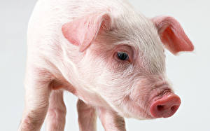 Fonds d'écran Porc Fond blanc Animaux