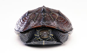 Bilder Schildkröten Weißer hintergrund Tiere