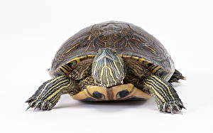 Hintergrundbilder Schildkröten Weißer hintergrund Tiere
