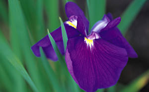 Bakgrundsbilder på skrivbordet Irissläktet Blommor