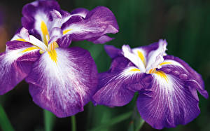 Bureaubladachtergronden Irissen bloem