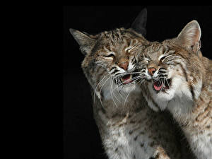 Image Big cats Lynxes Black background Animals
