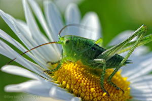 Pictures Insects Grasshoppers animal