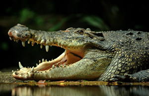 Papel de Parede Desktop Crocodylia animalia