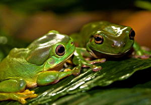 Wallpapers Frogs Animals