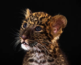 Pictures Big cats Leopard Cubs Black background animal
