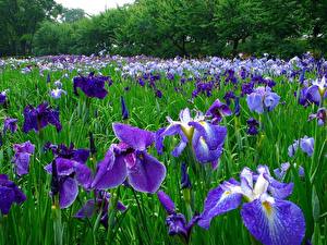 Desktop wallpapers Irises Flowers