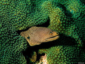 Фото Подводный мир Рыбы Животные