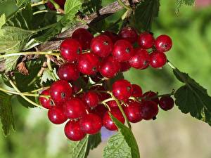 Wallpapers Fruit Currant Food