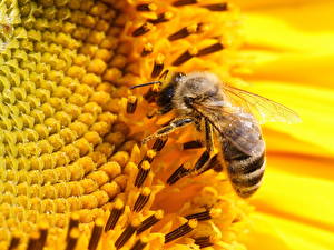 Bureaubladachtergronden Insecten Bijen een dier