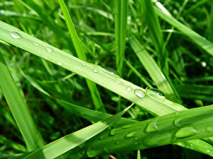 Images Plants Drops Grass Nature