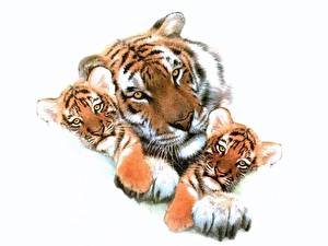 Tapety na pulpit Wielkie koty Tygrysy Białe tło Zwierzęta