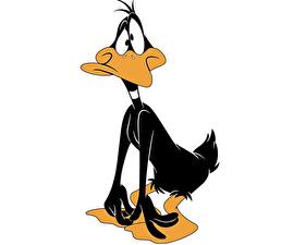 Desktop hintergrundbilder Daffy Duck Zeichentrickfilm
