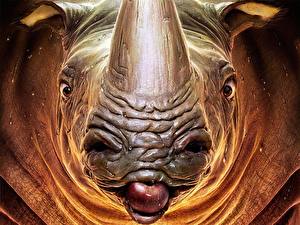Photo Rhino Closeup Snout Fantasy