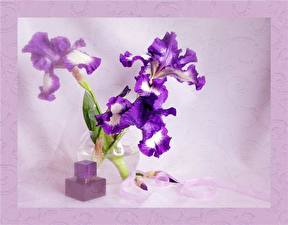 Photo Irises flower