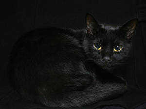 Bilder Katze Schwarzer Hintergrund Tiere