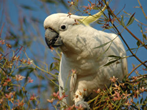 Bilder Vögel Papagei ein Tier