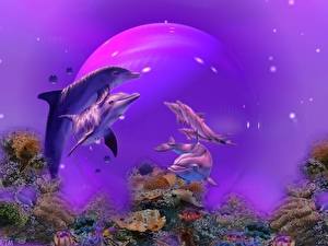 Bakgrunnsbilder Delfin