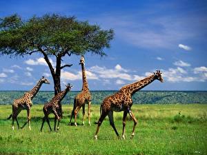 Hintergrundbilder Giraffe Tiere