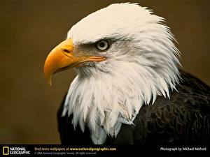 Desktop hintergrundbilder Vogel Adler ein Tier