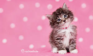 Bilder Hauskatze Kätzchen Rosa Hintergrund Tiere