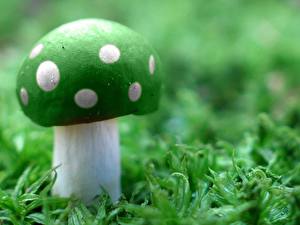 Papel de Parede Desktop Cogumelos natureza Naturaleza