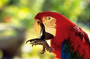 Tapety na pulpit Ptak Papugi Zwierzę