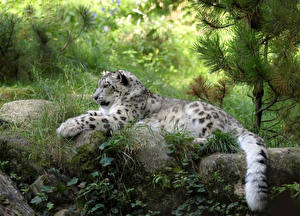Hintergrundbilder Große Katze Schneeleopard