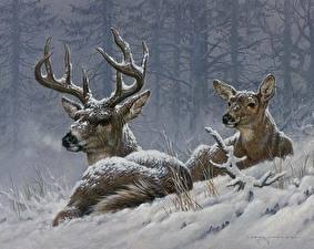 Desktop hintergrundbilder Hirsche Winter Schnee Tiere