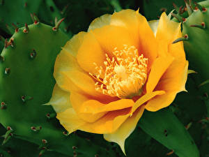 Bureaubladachtergronden Cactussen bloem