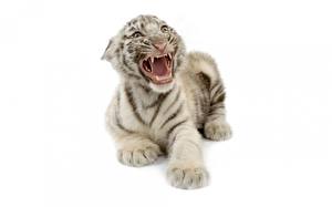 Bakgrundsbilder på skrivbordet Pantherinae Tiger Ungar Vit bakgrund Djur