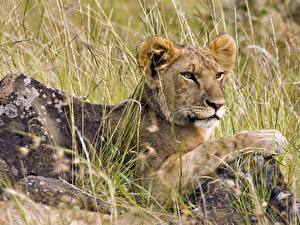 Fotos Große Katze Löwen Löwin