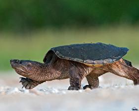 Fotos Schildkröten ein Tier