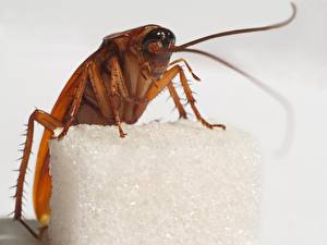 Bakgrunnsbilder Insekter Kakerlakk Hvit bakgrunn  Dyr