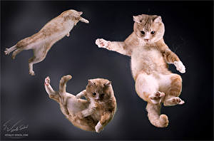 Bureaubladachtergronden Katten Springen Dieren
