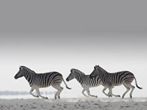 Bureaubladachtergronden Zebra's