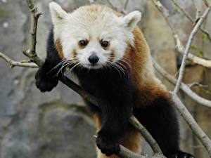 Papel de Parede Desktop Urso Pandas Panda-vermelho ou panda-pequeno animalia
