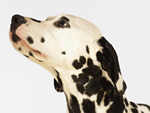 Fotos Hund Dalmatiner Weißer hintergrund
