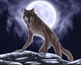 Fotos Magische Tiere Werwolf